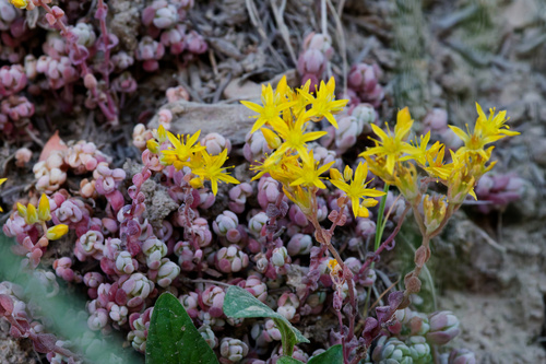 Orpine stonecrop (Sedum debile)