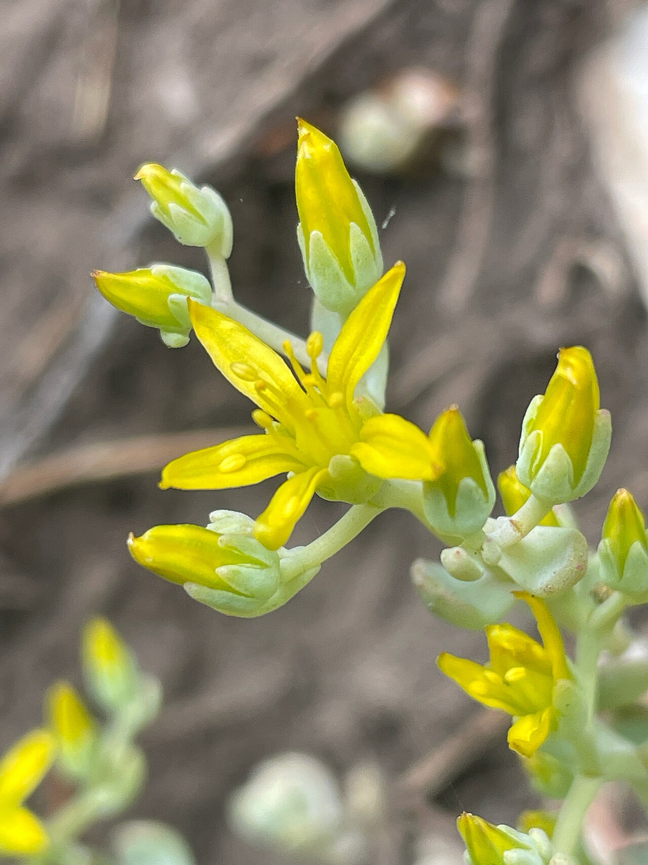 Orpine stonecrop: Orpine Stonecrop ( Sedum debile ) in the United States