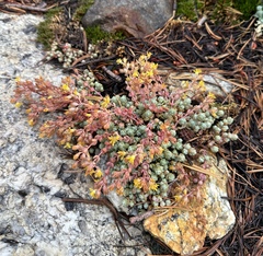 Orpine stonecrop (Sedum debile)