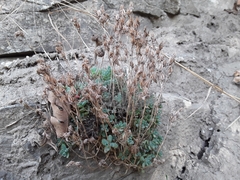 Orpine stonecrop (Sedum debile)