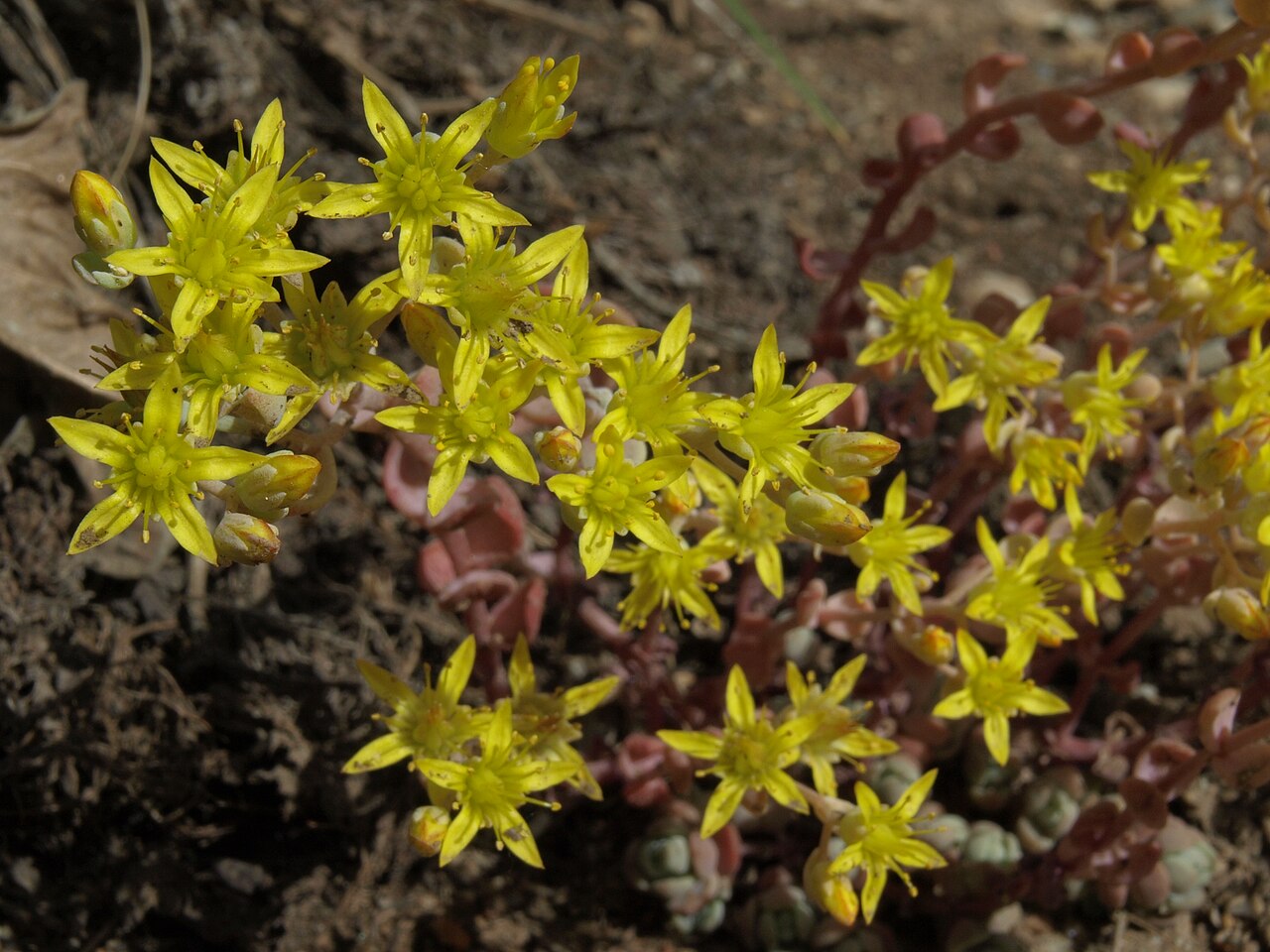 Orpine stonecrop: orpine stonecrop, Sedum debile, Lamoille Canyon, Ruby Mountains, Humboldt Toiyabe National Forest, elevation 2330 m
