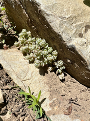 Orpine stonecrop (Sedum debile)