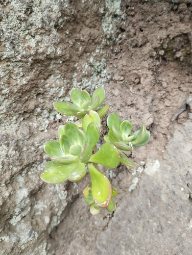 Tree stonecrop (Sedum dendroideum)