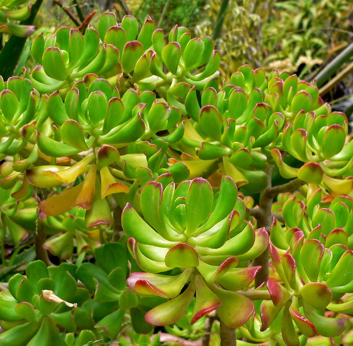 Tree stonecrop: Photo of Sedum dendroideum at the San Francisco Botanical Garden