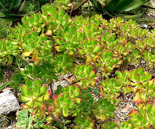 Tree stonecrop: Photo of Sedum dendroideum at the San Francisco Botanical Garden