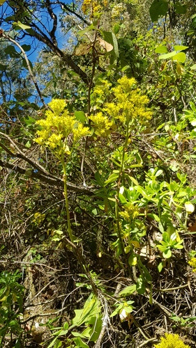 Tree stonecrop (Sedum dendroideum)