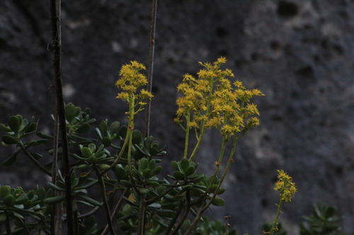 Tree stonecrop (Sedum dendroideum)