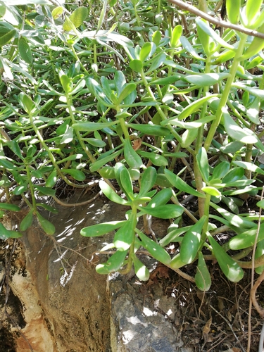 Tree stonecrop (Sedum dendroideum)