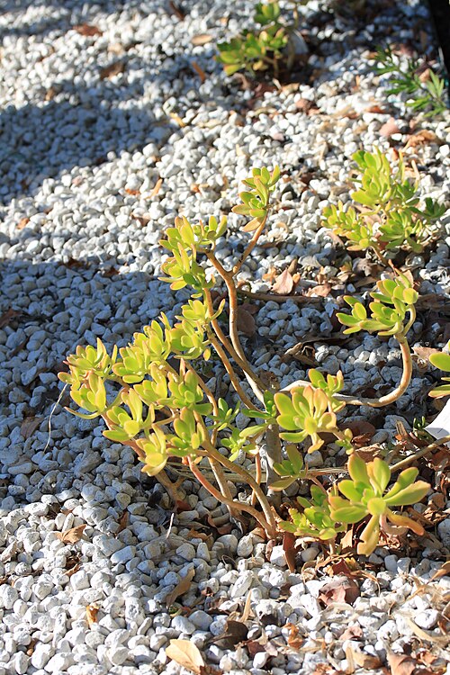 Tree stonecrop: Sedum dendroideum , muséum de Toulouse