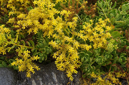 Tree stonecrop: Sedum dendroideum