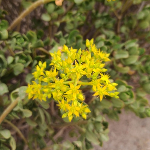 Tree stonecrop (Sedum dendroideum)