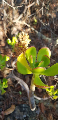 Tree stonecrop (Sedum dendroideum)