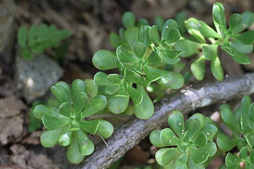 Tree stonecrop: Mexico, area of Santa Catarina Lachatao