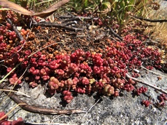 Pacific stonecrop (Sedum divergens)