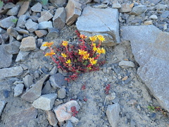 Pacific stonecrop (Sedum divergens)