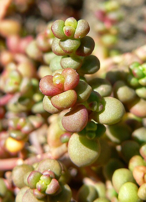 Pacific stonecrop (Sedum divergens)
