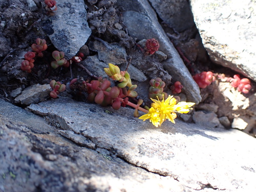 Pacific stonecrop (Sedum divergens)
