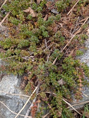 Pacific stonecrop (Sedum divergens)