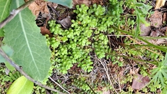 Pacific stonecrop (Sedum divergens)
