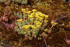 Pacific stonecrop (Sedum divergens)