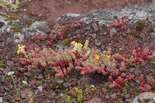 Pacific stonecrop (Sedum divergens)
