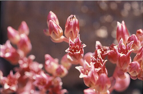 Red Mountain stonecrop: Sedum laxum ssp eastwoodiae at Red Mountain; School Section Creek