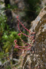 Red Mountain stonecrop (Sedum eastwoodiae)