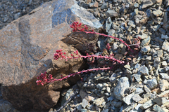 Red Mountain stonecrop (Sedum eastwoodiae)