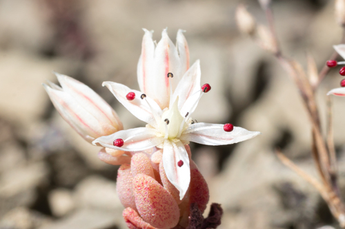 Sedum eriocarpum (Sedum eriocarpum)