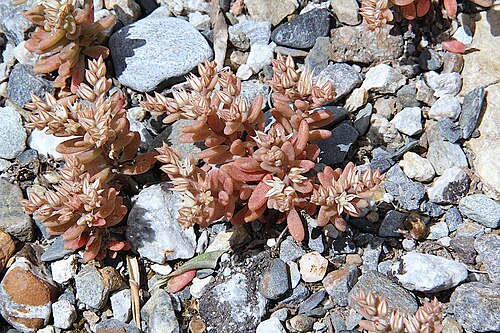 Sedum eriocarpum: Sedum eriocarpum subsp. spathulifolium