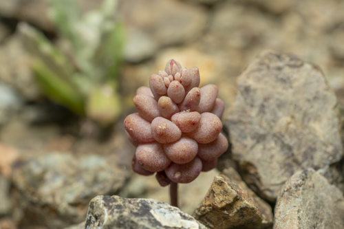 Sedum eriocarpum (Sedum eriocarpum)