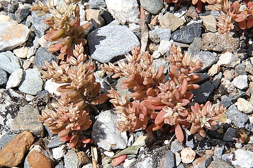 Sedum eriocarpum: Sedum eriocarpum subsp. spathulifolium