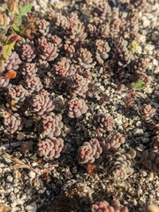 Sedum eriocarpum (Sedum eriocarpum)