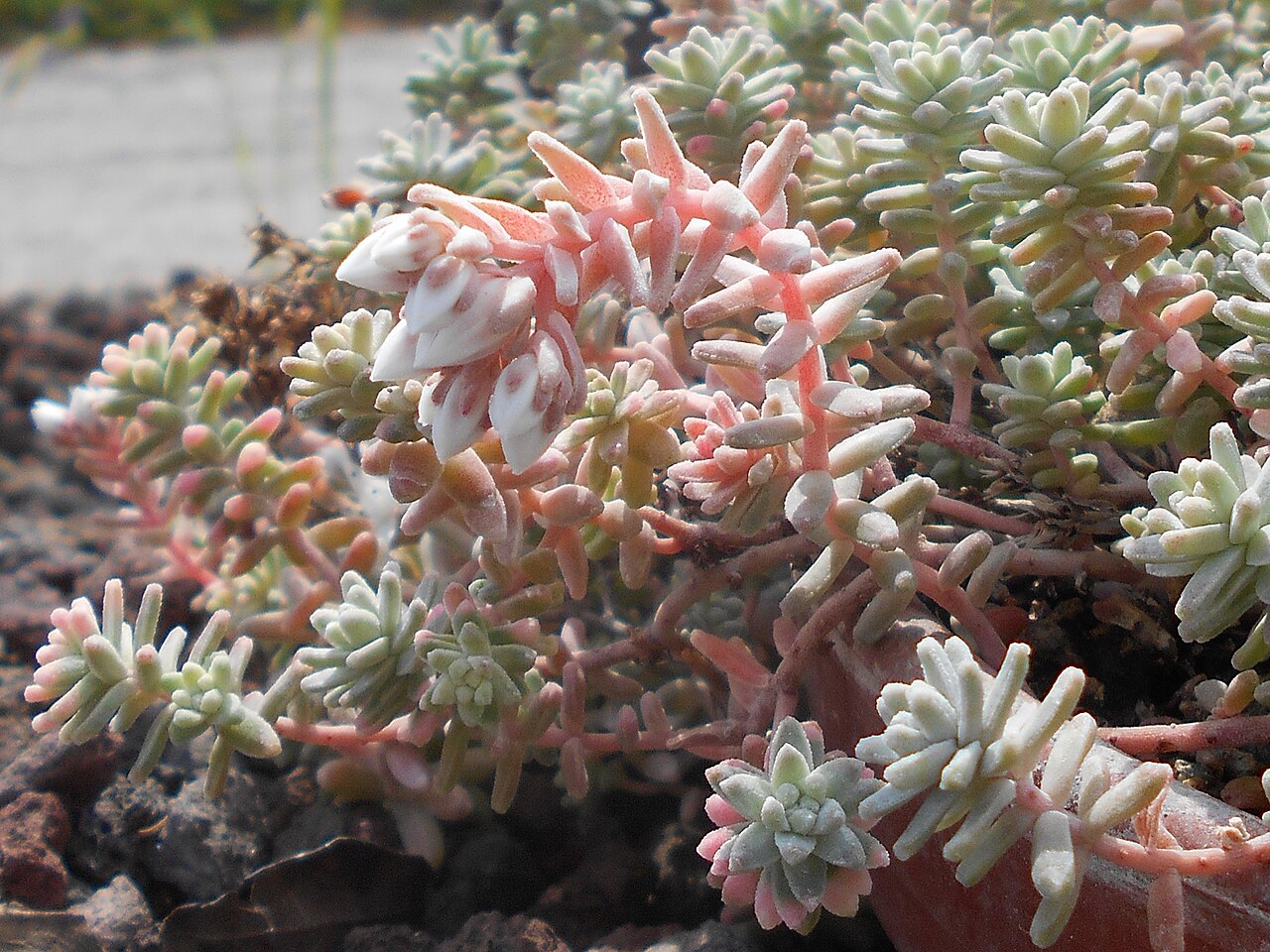 Sedum farinosum: Sedum farinosum , Botanischer Garten Berlin.
