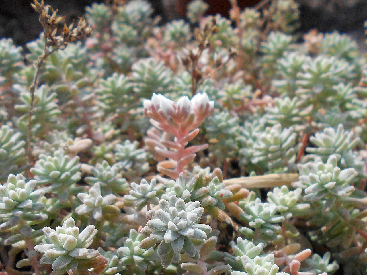 Sedum farinosum: Sedum farinosum , Botanischer Garten Berlin.
