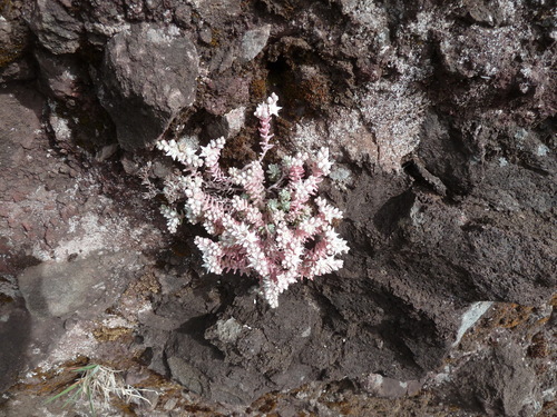 Sedum farinosum (Sedum farinosum)