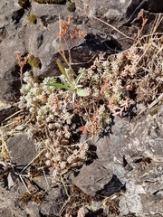 Sedum farinosum (Sedum farinosum)