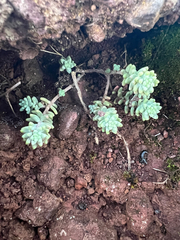 Sedum farinosum (Sedum farinosum)