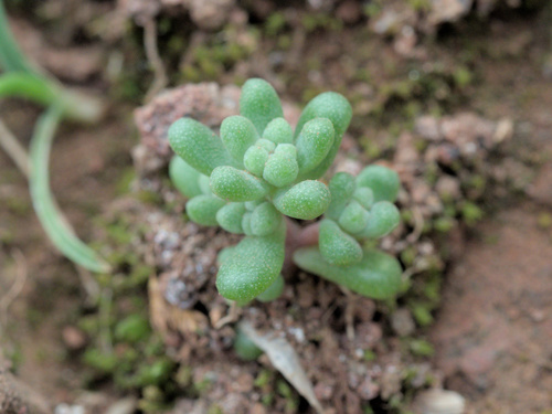 Sedum farinosum (Sedum farinosum)