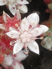Sedum farinosum (Sedum farinosum)