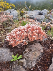 Sedum farinosum (Sedum farinosum)