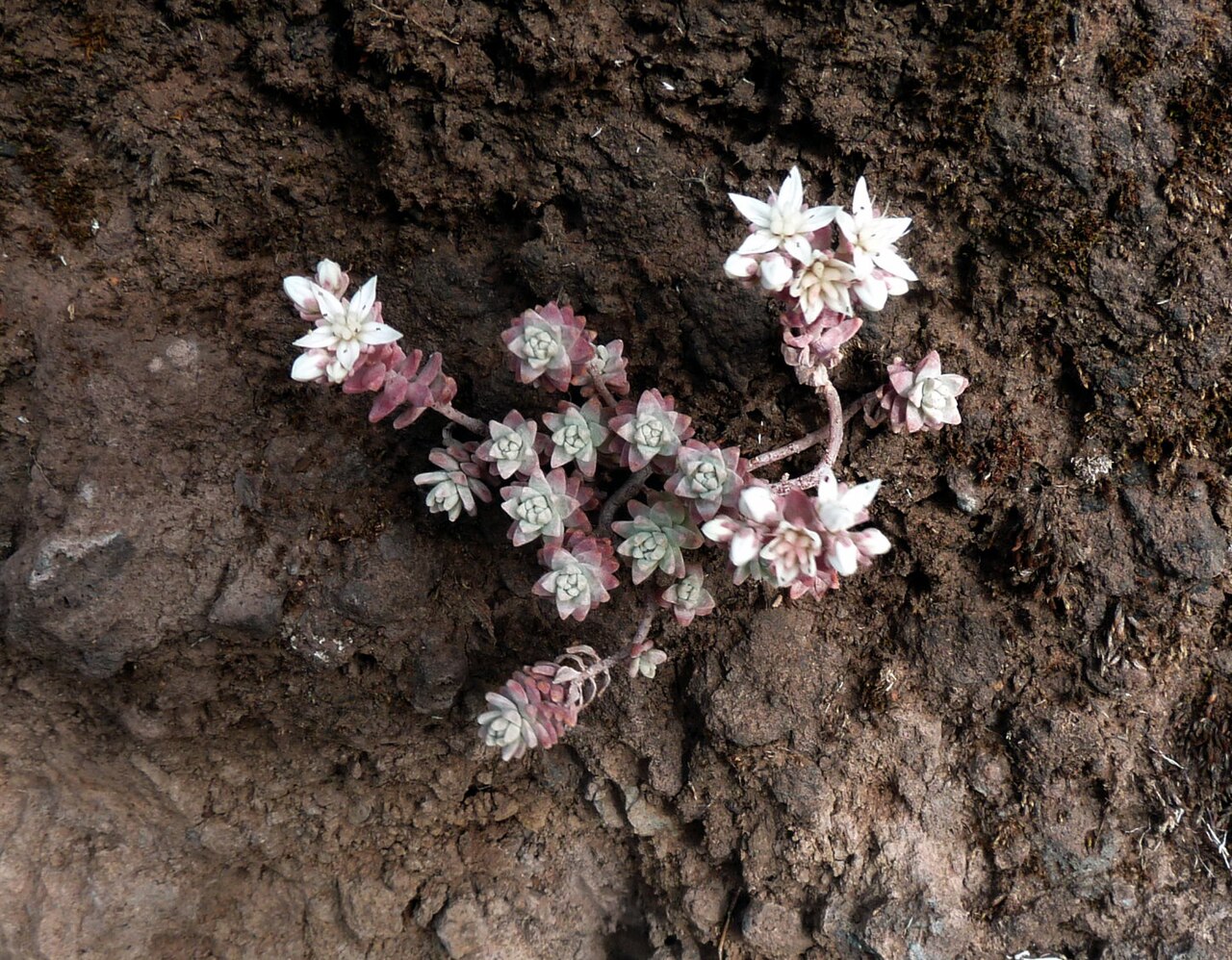 Sedum farinosum: Sedum farinosum , sur une paroi rocheuse en montagne à Madère.