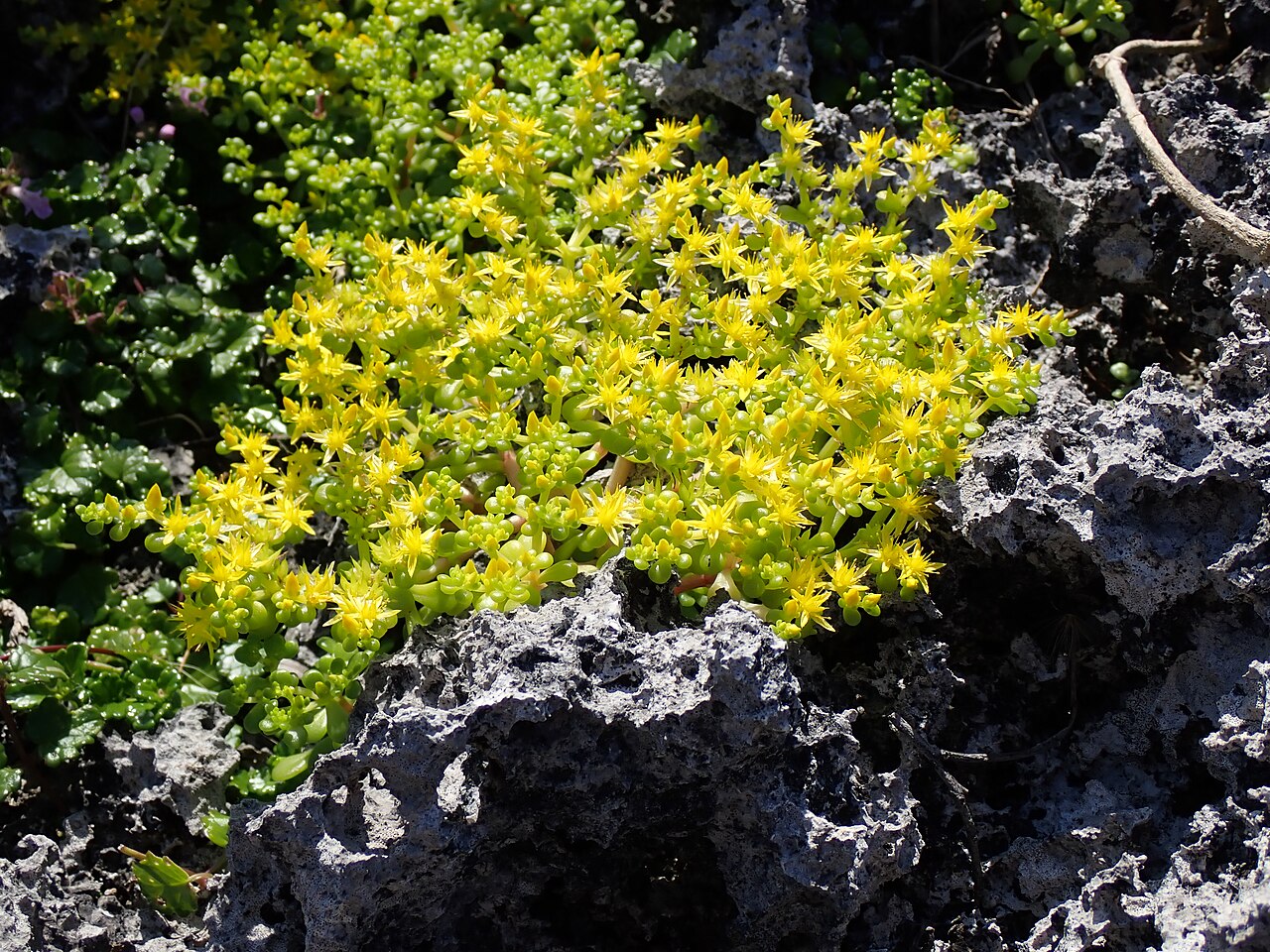 Sedum formosanum: 石灰岩上に生育するハママンネングサの開花(2025年3月 沖縄県与那国町)