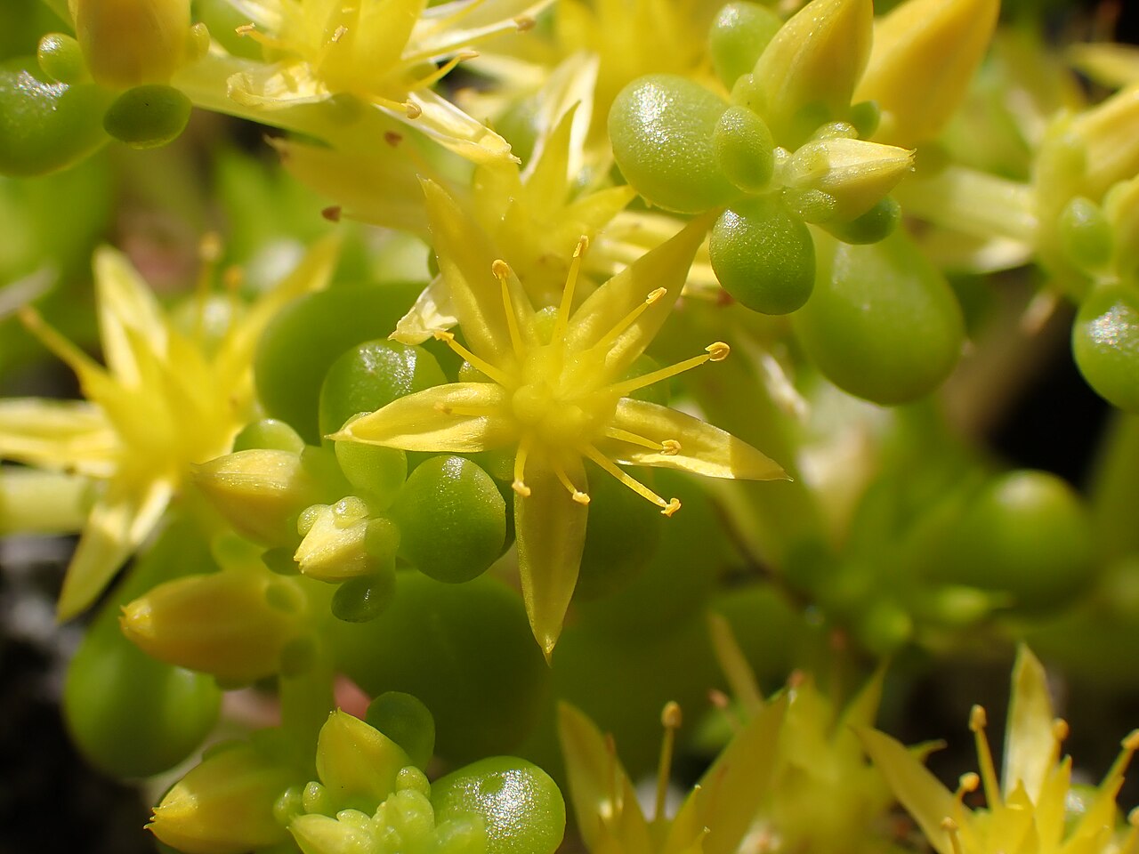 Sedum formosanum: ハママンネングサの花の拡大画像(2025年3月 沖縄県与那国町)