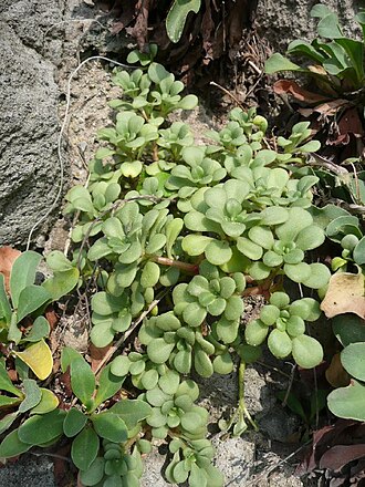 Sedum formosanum: 石板菜
