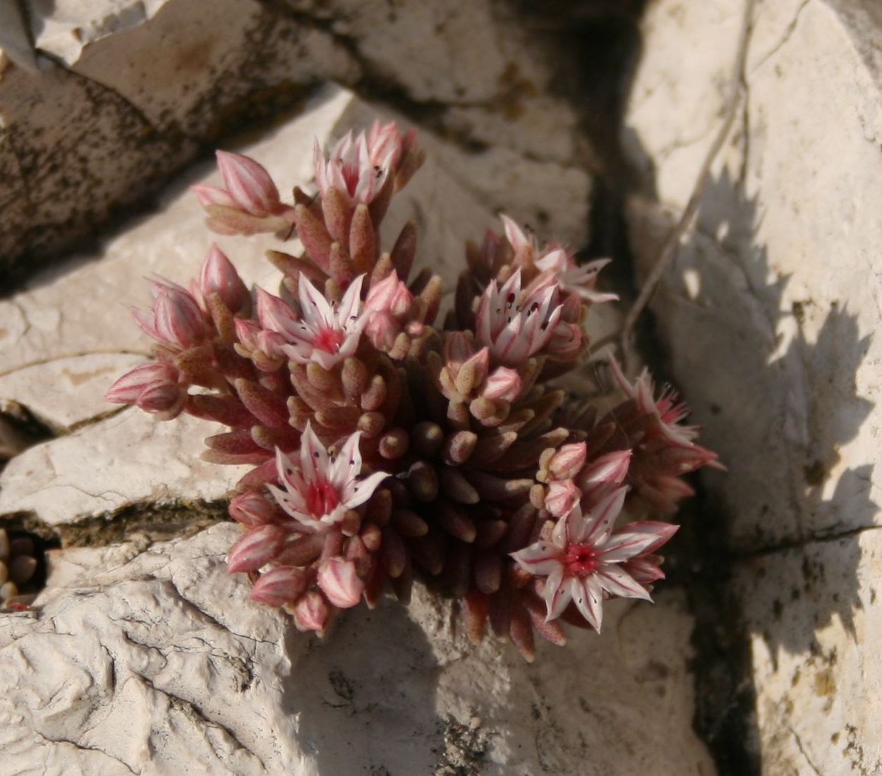 Spanish stonecrop: Sedum hispanicum , Dickblattgewächse (Crassulaceae) - Italien/Italia/Italy: Apulien/Puglia, Prov. Foggia, Rignano Garganico