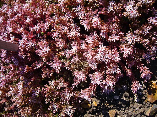 Spanish stonecrop: Sedum hispanicum