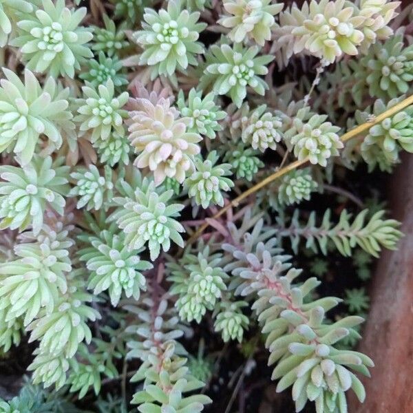Spanish stonecrop (Sedum hispanicum)