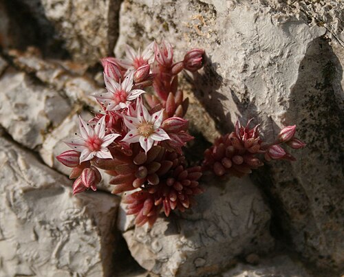 Spanish stonecrop: Sedum hispanicum , Dickblattgewächse (Crassulaceae) - Italien/Italia/Italy: Apulien/Puglia, Prov. Foggia, Rignano Garganico