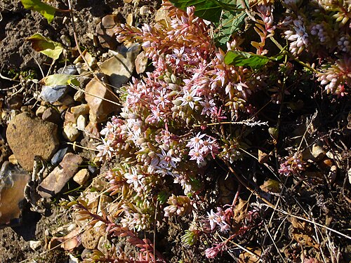 Spanish stonecrop: Sedum hispanicum Ies 10:12, 20 October 2007 (UTC)